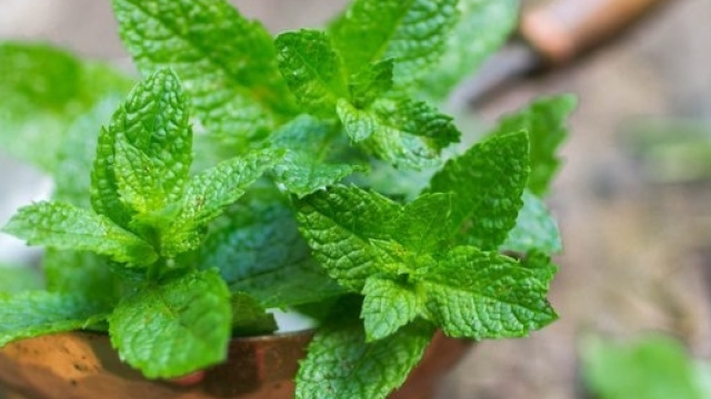 Trovate nella menta alcune sostanze utili contro la demenza