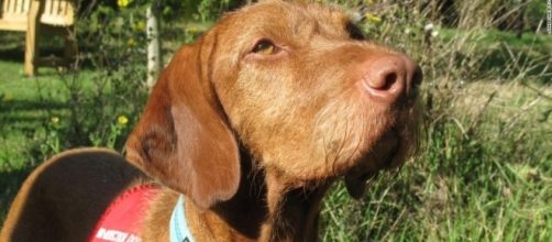 Meet the dogs who can sniff out cancer and other illnesses - CNN.com - cnn.com