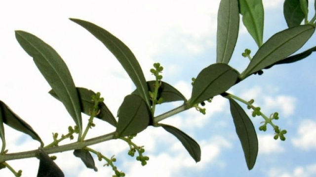 2016 | Associazione Culturale Studi Sulla Sopravvivenza | Page 13 - acsss.it