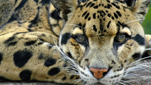 Compra animali in via di estinzione su Instagram: indonesiano in manette