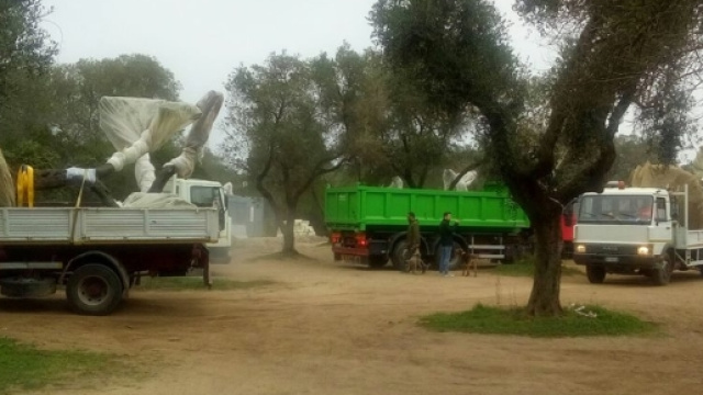 Tap, il Tar del Lazio blocca l'espianto degli Ulivi per il Gasdotto