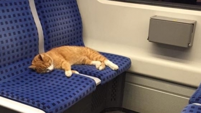 Il gattino che dormiva sul treno della metropolitana - foto tratta da Facebook