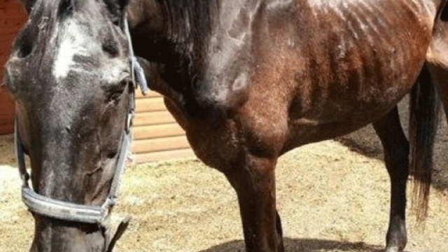 Incredibile vicenda per uno stalliere petsparadise.it