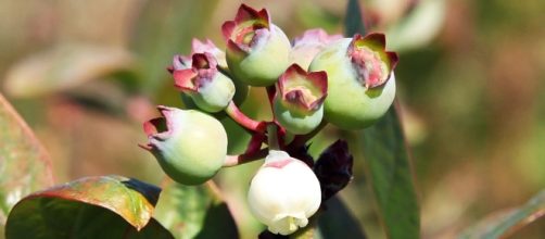 Southeast could bring higher blueberry volumes | The Packer - thepacker.com