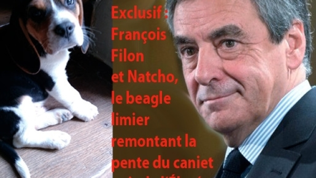 En exclusivit&eacute; (avec Le Gorafi), nous r&eacute;v&eacute;lons le nom du beagle angevin charg&eacute; par Fran&ccedil;ois Fillon de remonter la piste du "cabinet noir" de l'&Eacute;lys&eacute;e