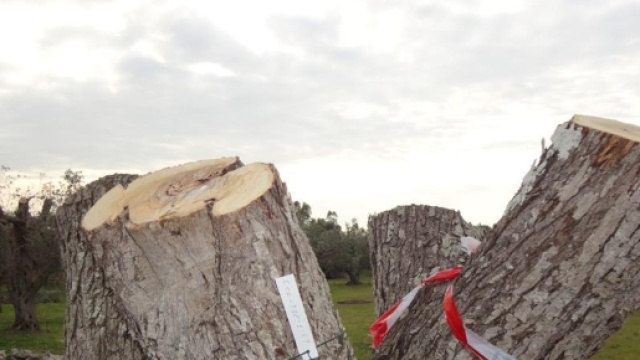 L'Osservatorio Fitosanitario autorizza TAP all'espianto di 211 ... - melendugno.net