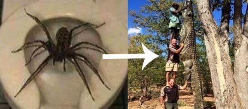 Alguns animais assustam por seu tamanho