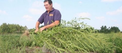 Palmer amaranth, Flickr, Delaware Agriculture (CC BY 2.0) https://www.flickr.com/photos/agriculturede/7901766820