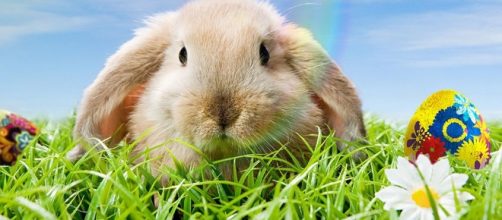 Why Is The Bunny Associated With Easter? - zidbits.com