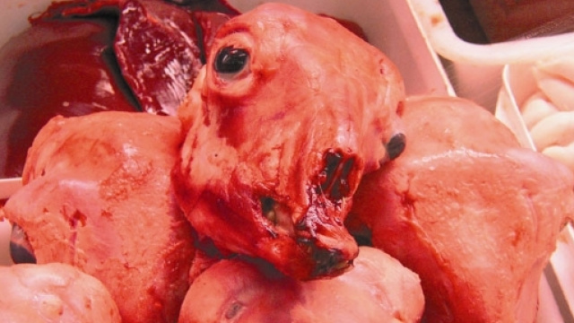 Agnelli uccisi per la tradizione di Pasqua