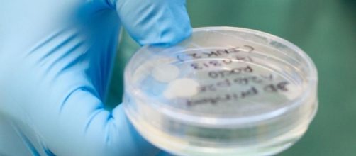 Scientists generate cartilage tissue using a 3D bioprinter - UPI.com - upi.com