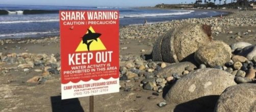 Swimmer injured in shark attack at Southern California beach ... - timesunion.com