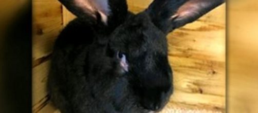 Poor Simon. / from 'CBS News' - cbsnews.com