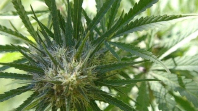 La cannabis potrebbe rivelarsi anche efficace come antiet&agrave;. A dirlo alcuni studi effettuati sui topi