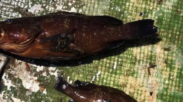 Moria di pesci nel Lago di Paola: cloro e ammoniaca le cause.