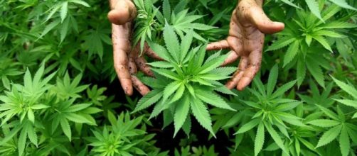 Cannabis is a consumer product &ndash; that's how it should be regulated ... - adamsmith.org