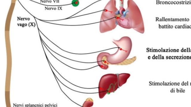 Stimolazione del Vago contro le malattie autoimmuni