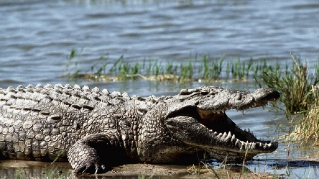 Zimbabwe, parroco sbranato dai coccodrilli