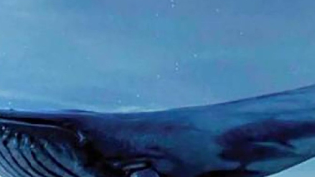 Blue Whale: il gioco della morte
