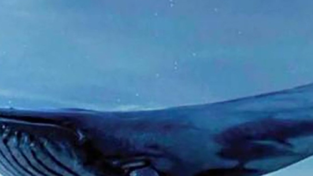 Blue Whale: il pericolo dei social