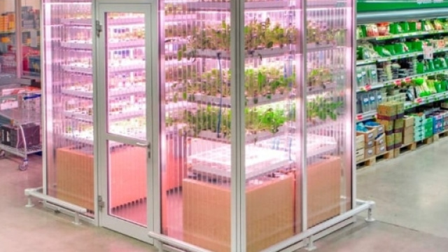 L'orto arriva al supermercato - testpoint.it
