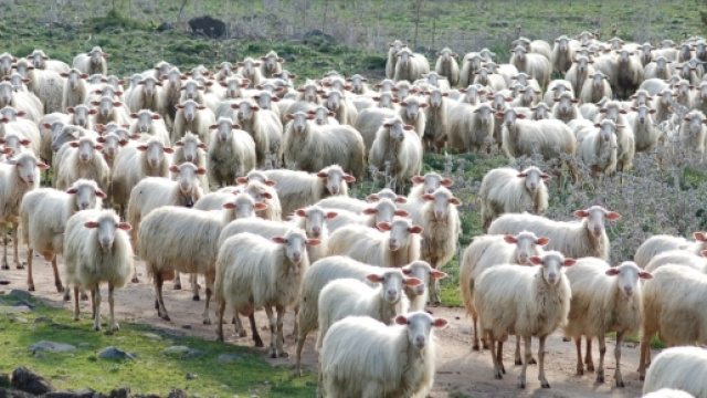 Un uomo perde la vita cercando di salvare una pecora