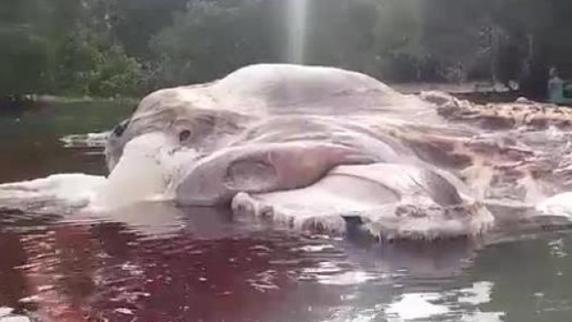 Il mostro misterioso rinvenuto a Seram - Parliamone