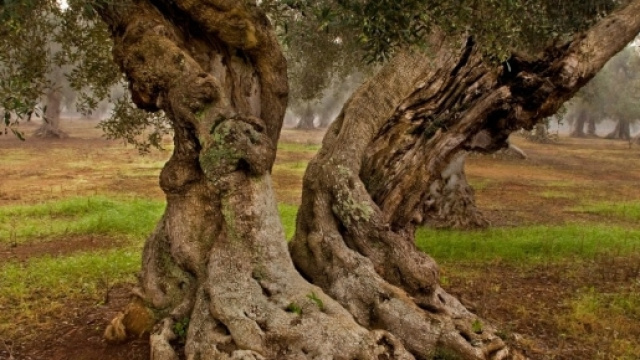 Ulivi di Puglia a rischio xylella