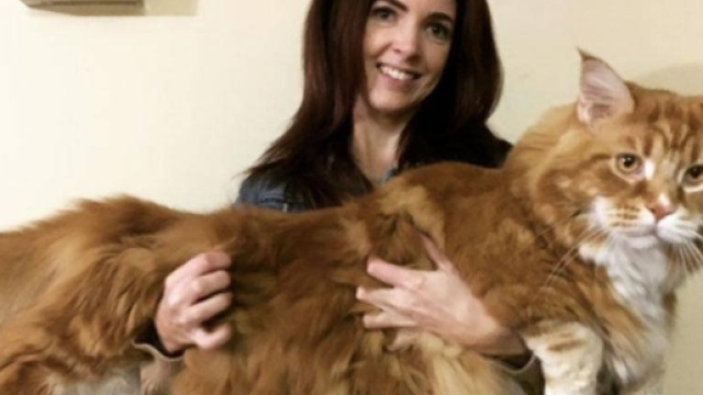 Australia, gatto lungo 120 cm: Omar famoso su Instagram