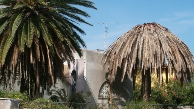 Emergenza 'punteruolo rosso' in Tunisia