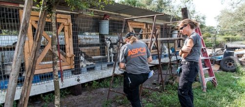 UPDATE: View New Video Footage from Our FL Puppy Mill Raid | ASPCA - aspca.org