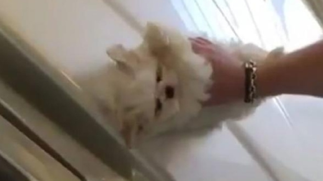 Maserati pulita con un cane maltese