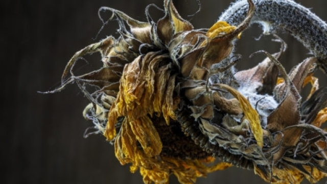 Olio di girasole proveniente dall'Ucraina misto a grasso di pollo