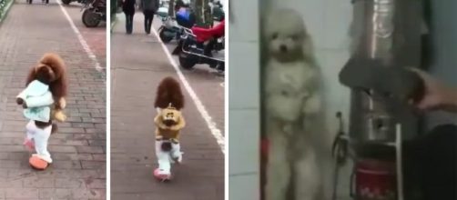 A triste hist&oacute;ria dos cachorros que s&atilde;o maltratados (Foto: Reprodu&ccedil;&atilde;o/V&iacute;deo)