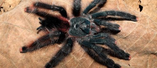 Aranhas comendo p&aacute;ssaros? Isso &eacute; o que foi descoberto por alguns pesquisadores