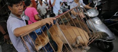 Taiw&aacute;n proh&iacute;be el consumo de carne de perro y gato | Blog Mundo ... - elpais.com