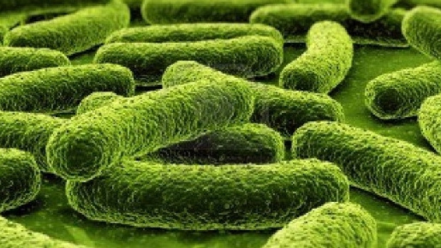 Forse trovata l'origine preistorica dei superbatteri