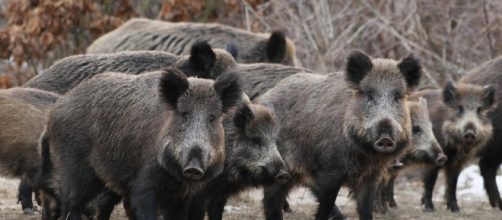 Jabal&iacute;es atacan a Yihadistas del Estado Isl&aacute;mico | EL DEBATE | Mundo - com.mx