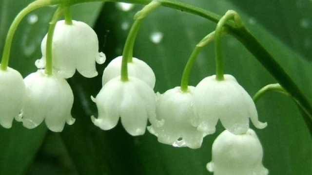 L'Auvergne Vue par Papou Poustache - Auvergne une r&eacute;gion ... - cpauvergne.com