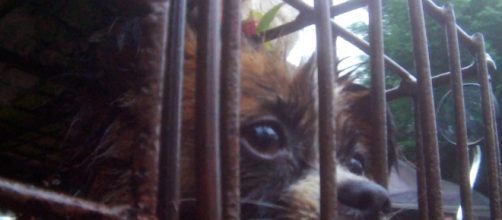 Animal Activists to Rally at Chinese Consulate in Los Angeles in ... - sys-con.com