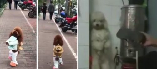 A triste hist&oacute;ria dos cachorros que andam em duas patas. Saiba o maus tratos por tr&aacute;s do treinamento.