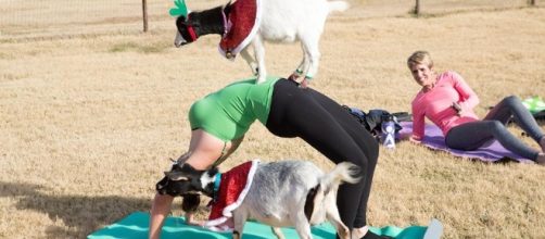 PSA: You Can Take Goat Yoga in Massachusetts - bostonmagazine.com
