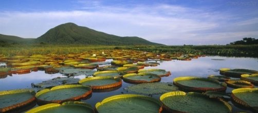 A vit&oacute;ria-r&eacute;gia &eacute; uma planta aqu&aacute;tica s&iacute;mbolo da Amaz&ocirc;nia