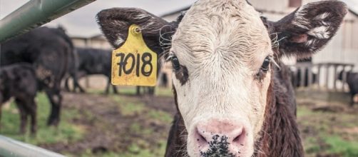 Animal products causes cancer and diabtes blastingnews.com