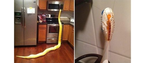 Imagens que far&atilde;o voc&ecirc; dormir com "um olho aberto" (Foto: Google)