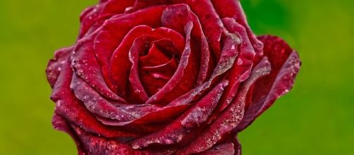 Red, Rose - Free images on Pixabay - pixabay.com