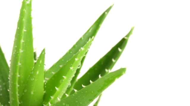 L'aloe vera, pianta dalle innumerevoli propriet&agrave; curative. Gli antichi Egizi la definivano la pianta dell'immortalit&agrave;