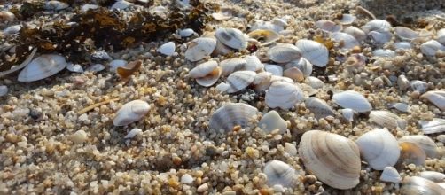 Clams on the beach, Pixabay https://pixabay.com/en/clam-sea-sand-beach-sandy-2197375/