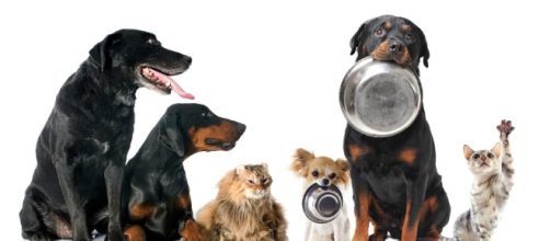 Cu&aacute;nto debe comer mi perro - 10 pasos (con im&aacute;genes) - uncomo.com