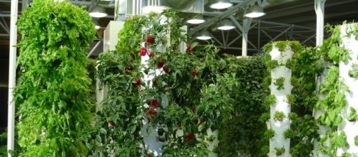 Indoor farming is one of the top tech trends predicted by Silicon Valley investors. (Photo via Flickr Commons)